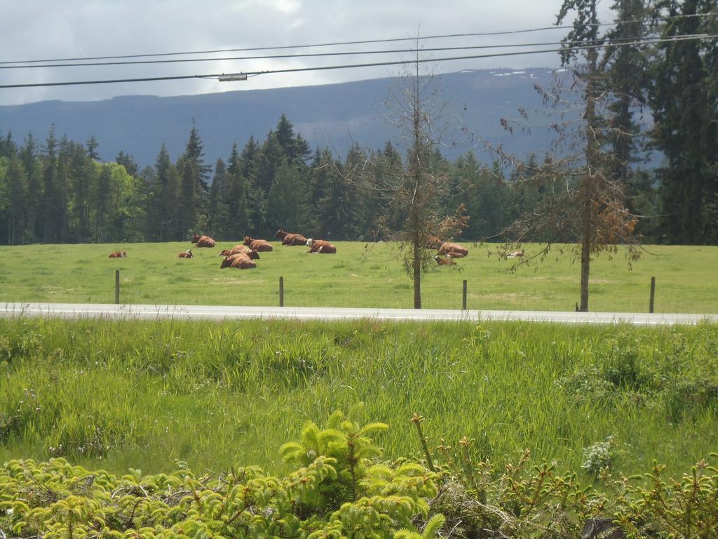Cedar Song B&B Parksville Exterior foto